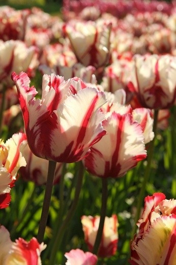 Tulip 'Estella Rijnveld',Tulipa 'Estella Rijnveld',Tulipe 'Estella Rijnveld', Parrot Tulip, Tulipe Perroquet